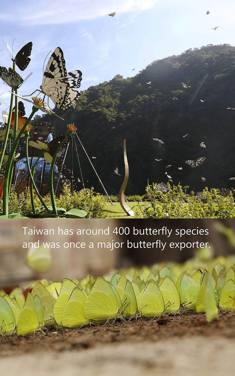 the-butterfly-hunter-105